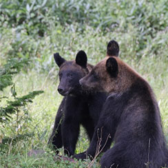 知床で見かけた子グマの兄弟！
