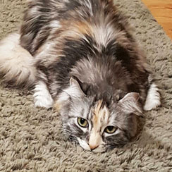 ネコのいる生活