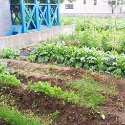 順調に育つ我が家の野菜たち
