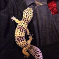 ペットのトカゲ