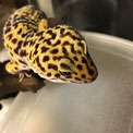 ペットのトカゲ